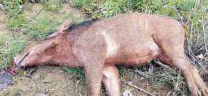 छ.ग.राज्य वन विकास निगम के पड़कीपाली वन कक्ष क्रं.290 में जंगली सूअर का शिकार। एक आरोपी गिरफ्तार