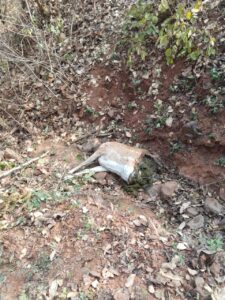 सोनाखान वन परिक्षेत्र में वन्यप्राणी हिरण की संदिग्ध मौत। अवैध शिकार की आशंका।